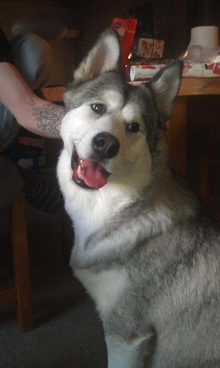 Blanding af racer .Shady billede 2