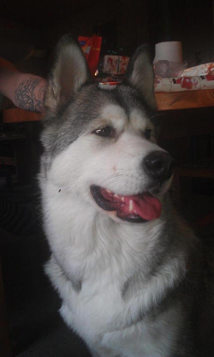 Blanding af racer .Shady billede 4