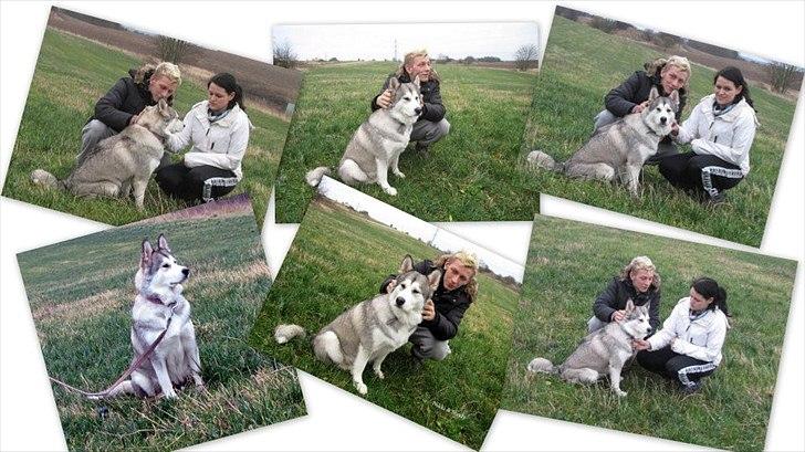 Blanding af racer .Shady billede 5