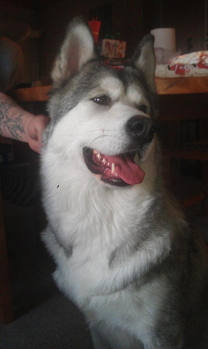 Blanding af racer .Shady billede 6