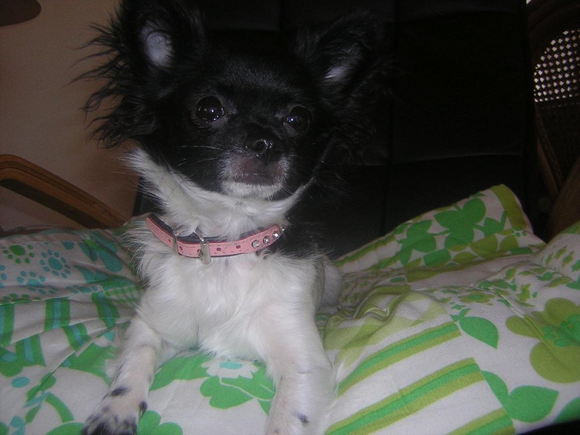 Chihuahua Mille <3 billede 11