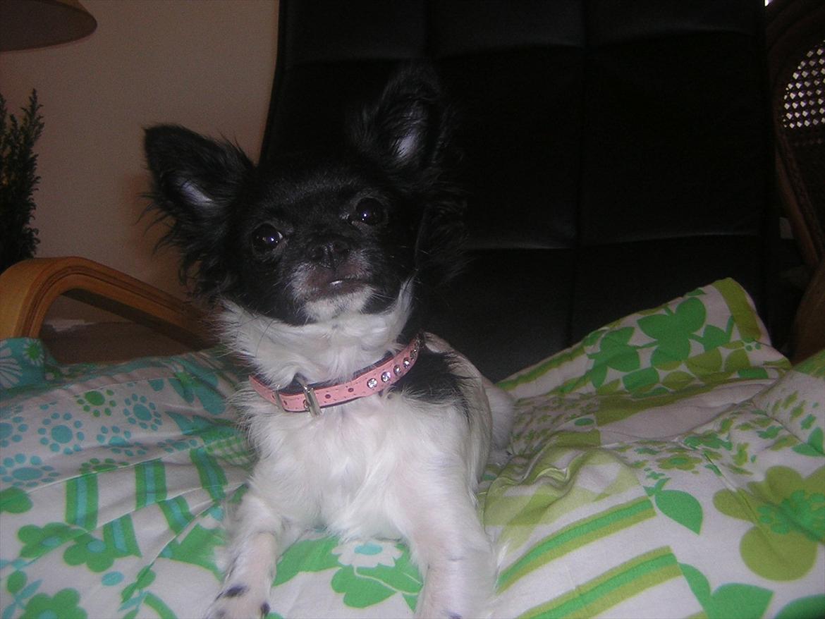 Chihuahua Mille <3 billede 12