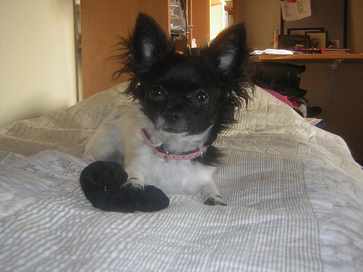 Chihuahua Mille <3 billede 13