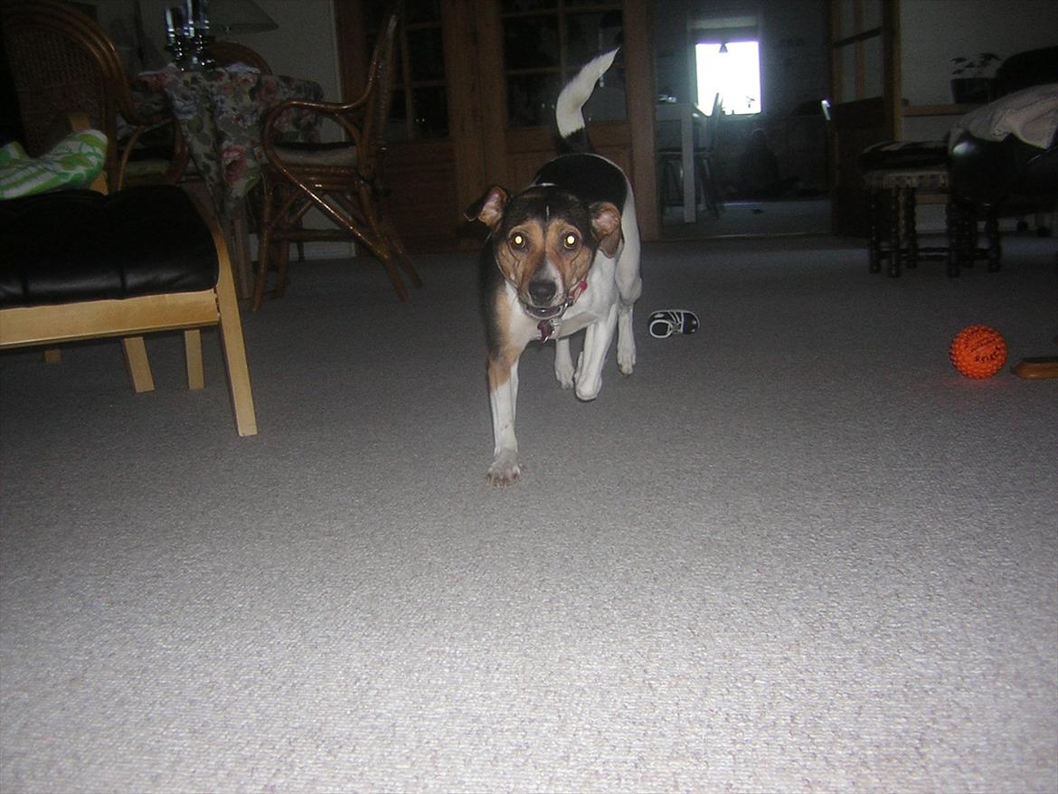 Dansk svensk gaardhund Molly billede 2