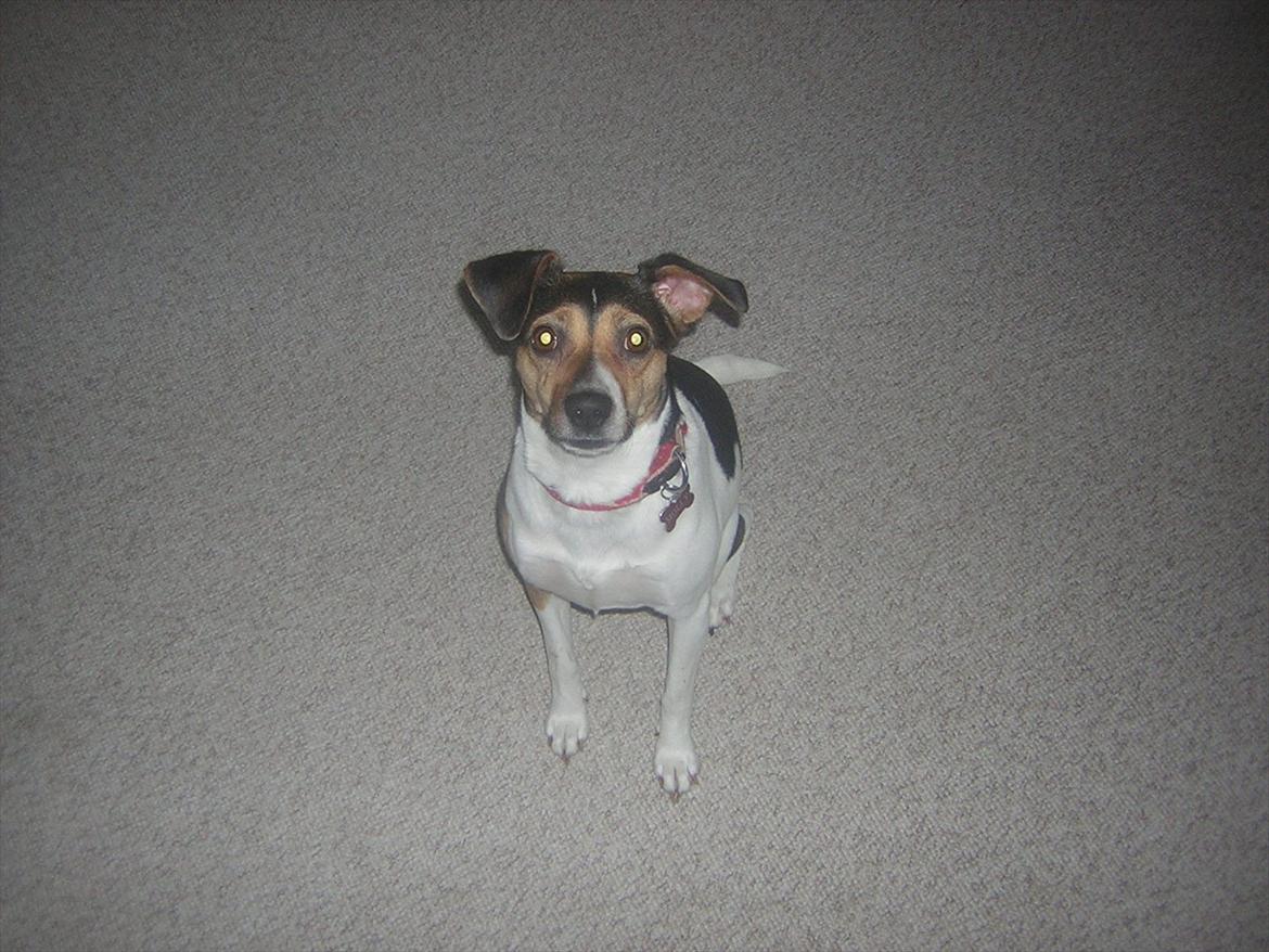 Dansk svensk gaardhund Molly billede 1