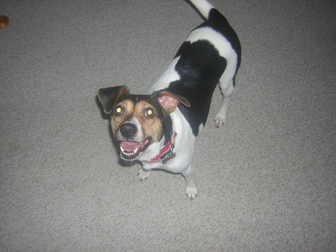 Dansk svensk gaardhund Molly billede 3