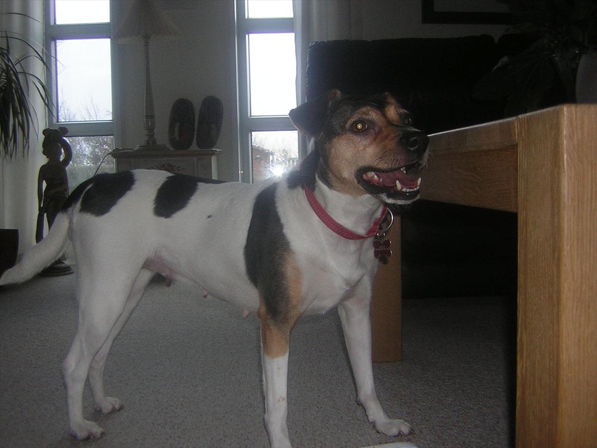 Dansk svensk gaardhund Molly billede 5