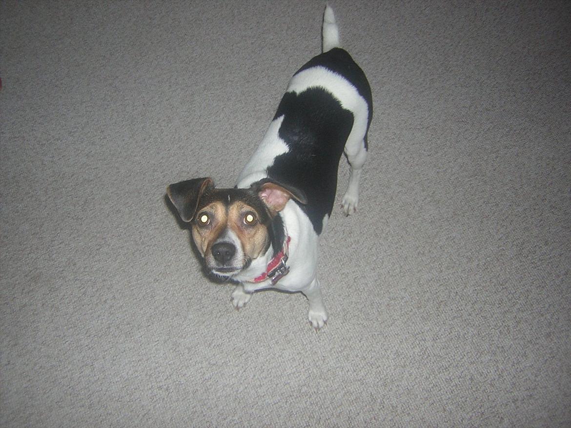 Dansk svensk gaardhund Molly billede 4