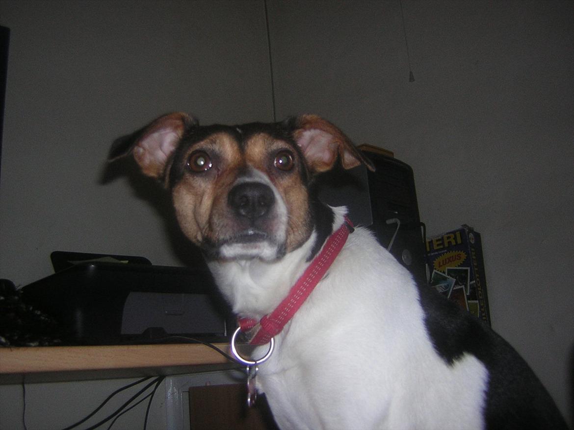 Dansk svensk gaardhund Molly billede 6