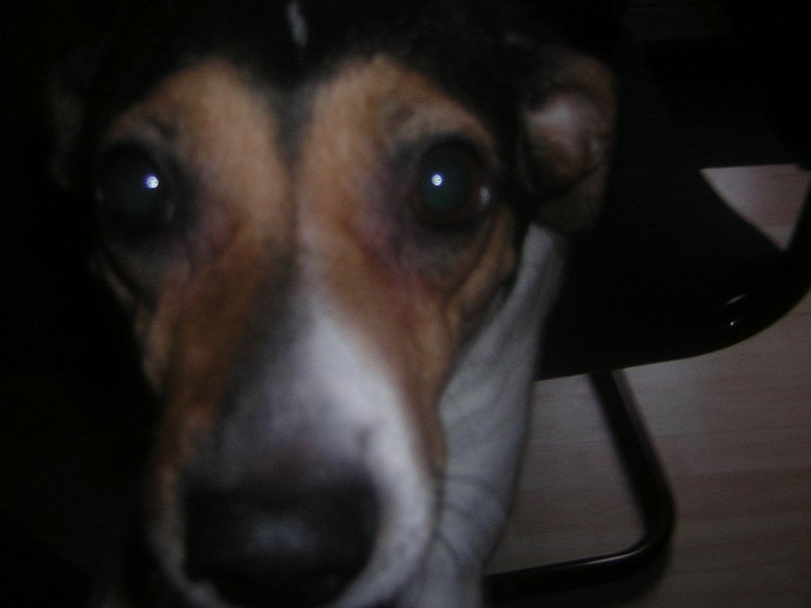 Dansk svensk gaardhund Molly - Tager du et billede? billede 7