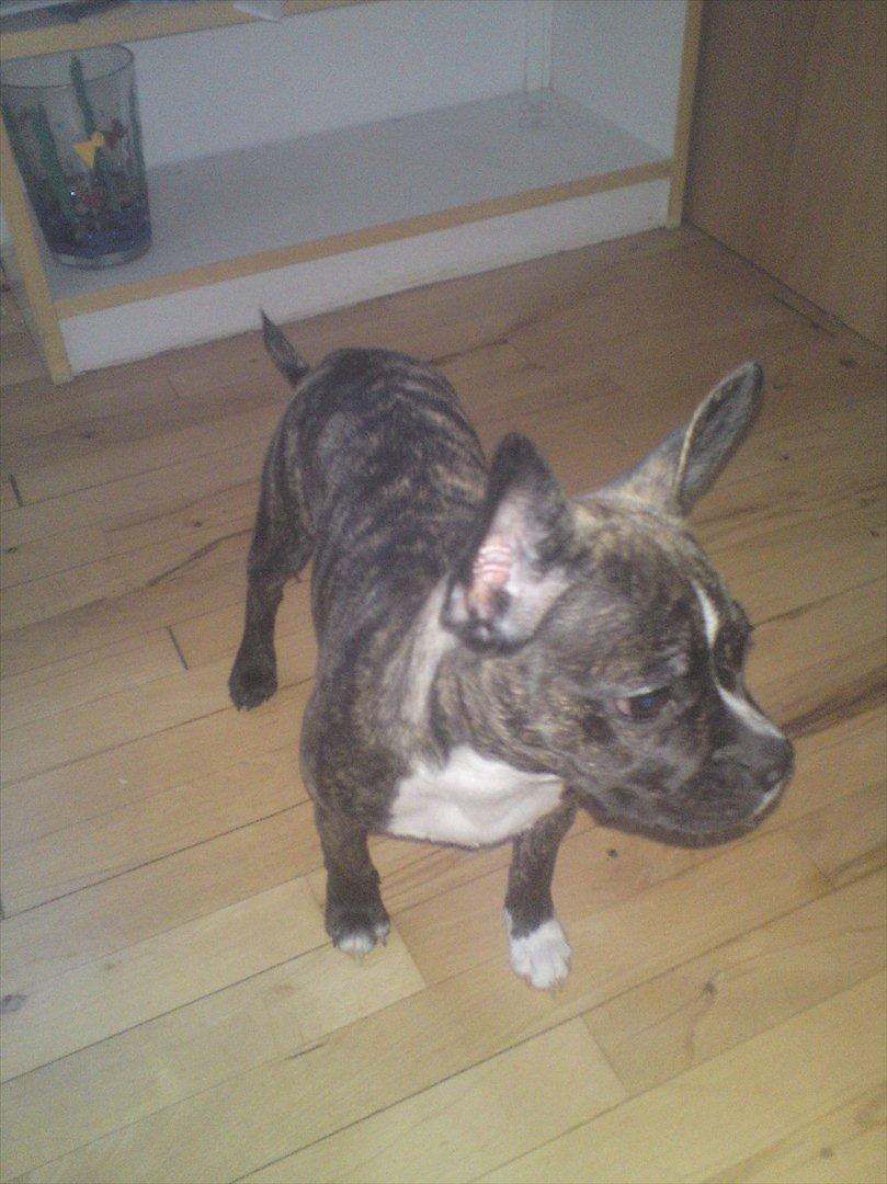 Blanding af racer Gertrud - er der mad derovre billede 3