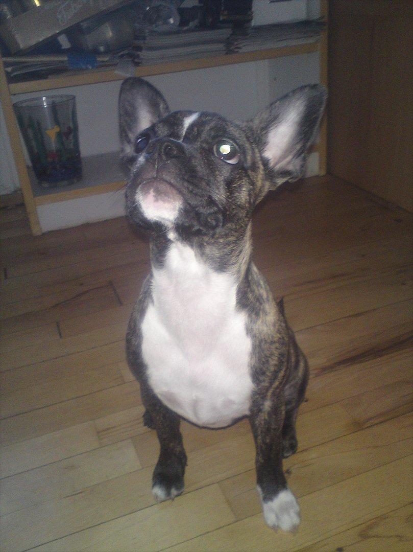 Blanding af racer Gertrud billede 2