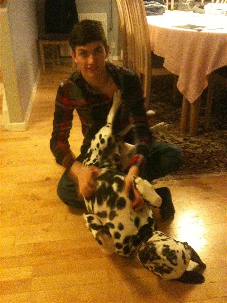 Dalmatiner Neo Aka Frindly Frodo  - Neo og min bror :) billede 12