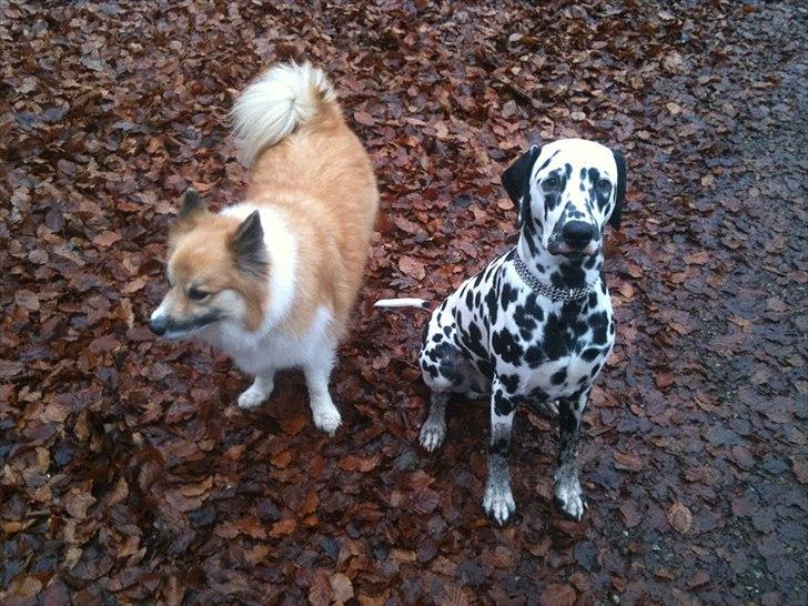 Dalmatiner Neo Aka Frindly Frodo  billede 13