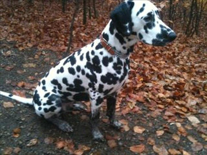 Dalmatiner Neo Aka Frindly Frodo  billede 14