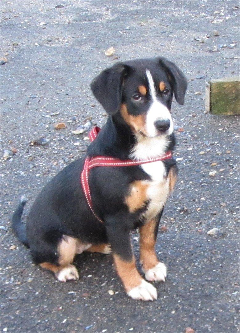 Entlebucher sennenhund Gipsy - Decembertur ved Lillebælt billede 1