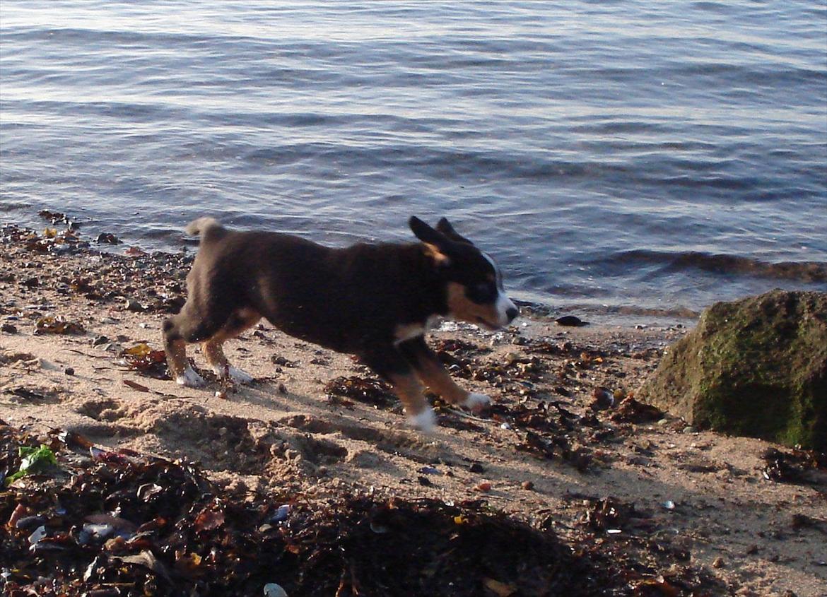 Entlebucher sennenhund Gipsy - 2 måneder gammel billede 2