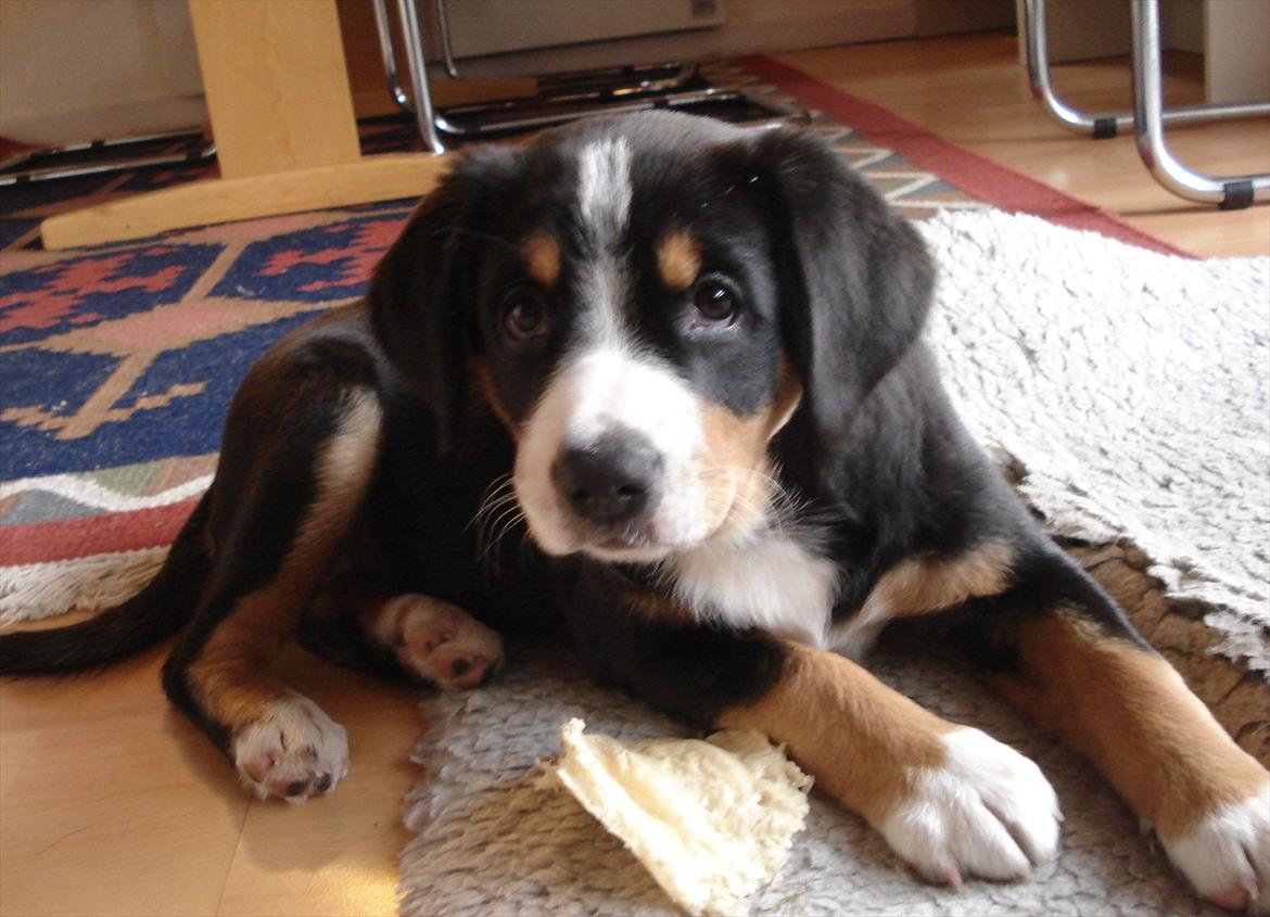 Entlebucher sennenhund Gipsy - 3 måneder gammel billede 3