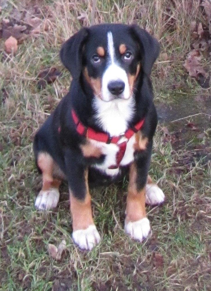 Entlebucher sennenhund Gipsy - 4 måneder gammel billede 4