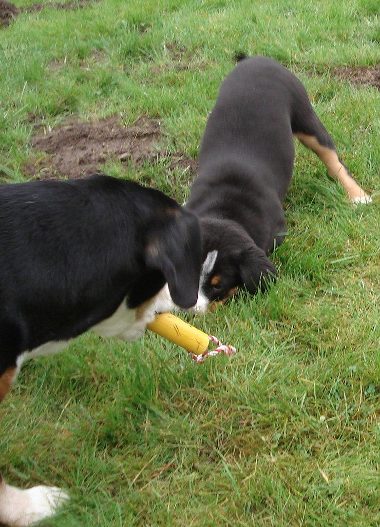 Entlebucher sennenhund Gipsy - Leg med mig billede 5
