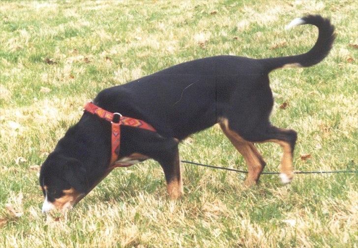 Entlebucher sennenhund Evy - Sporhund billede 3