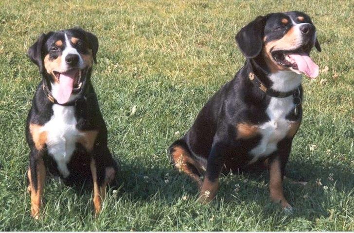 Entlebucher sennenhund Evy - Bryllupsbillede billede 5