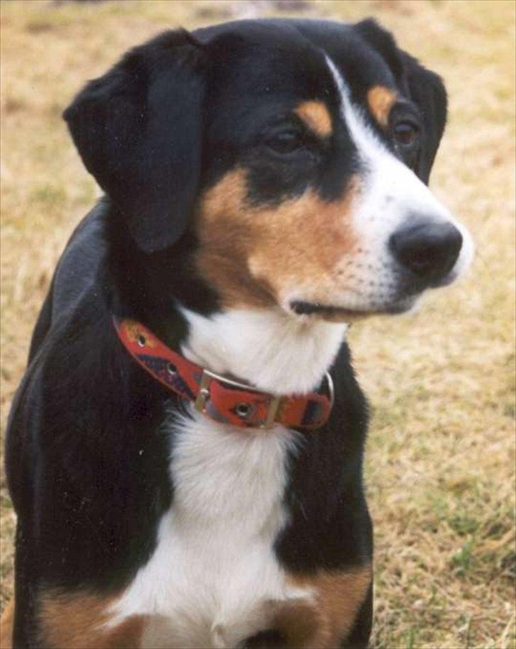 Entlebucher sennenhund Evy - Det sidste DM billede 1