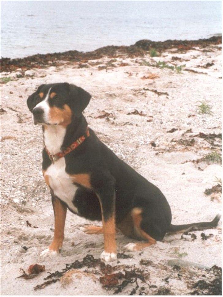 Entlebucher sennenhund Evy - Stranden er dejlig billede 2