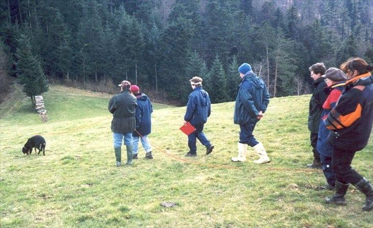 Entlebucher sennenhund Evy - Sportræning i Tyskland billede 4