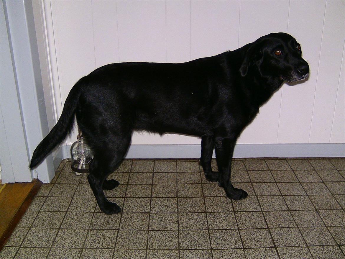 Labrador retriever Bella billede 1