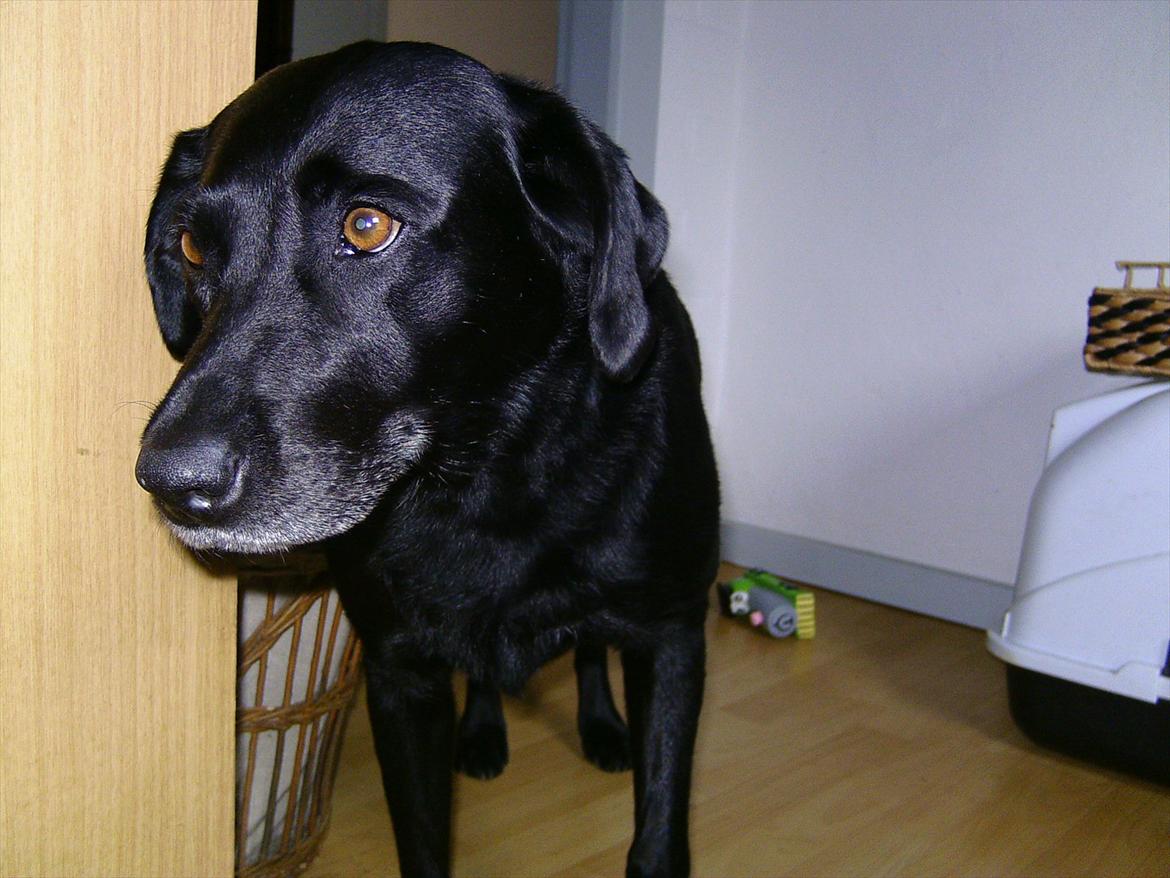 Labrador retriever Bella billede 2