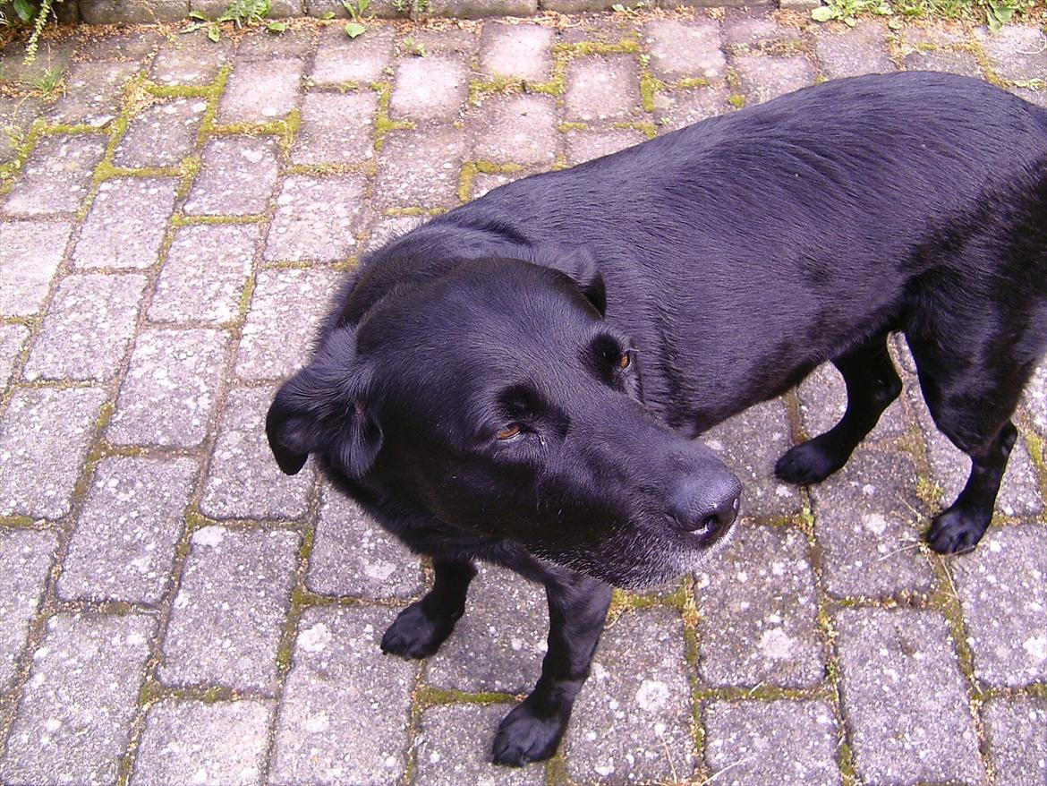 Labrador retriever Bella billede 3