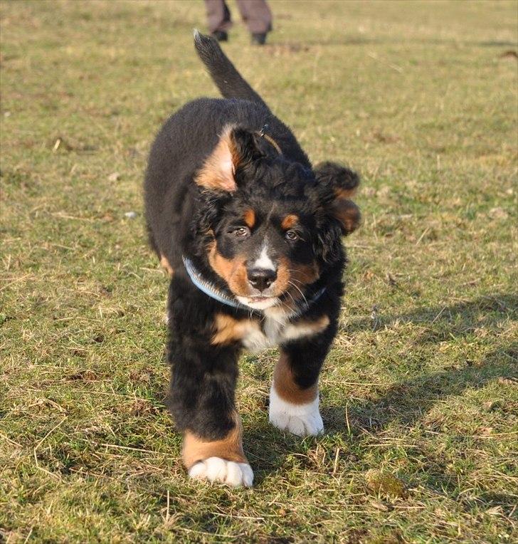 Berner sennenhund Bernerflokken Basil - Basil for fuld udblæsning. billede 6