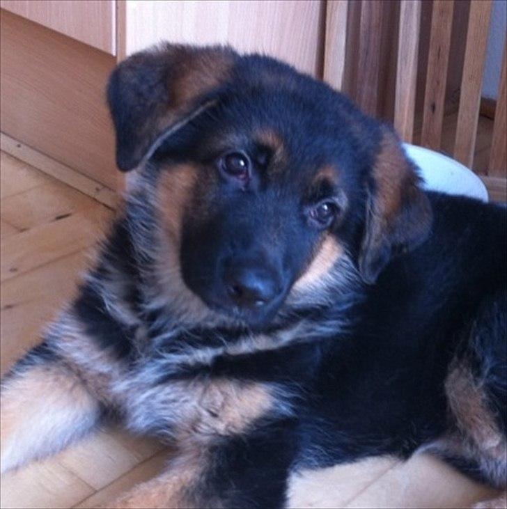 Schæferhund Ravneock´s O Dini - ( 8 uger gl.) billede 18