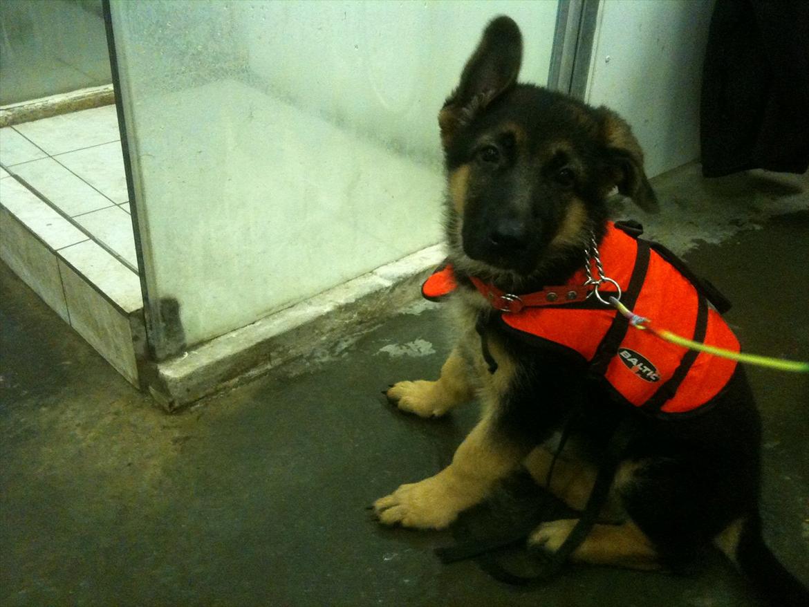 Schæferhund Ravneock´s O Dini - 11 uger gl og er til sin 1. hundesvømning. billede 11