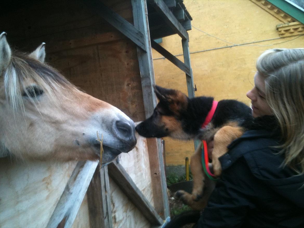 Schæferhund Ravneock´s O Dini - 12 uger gl. og 1. møde med den store hest billede 9