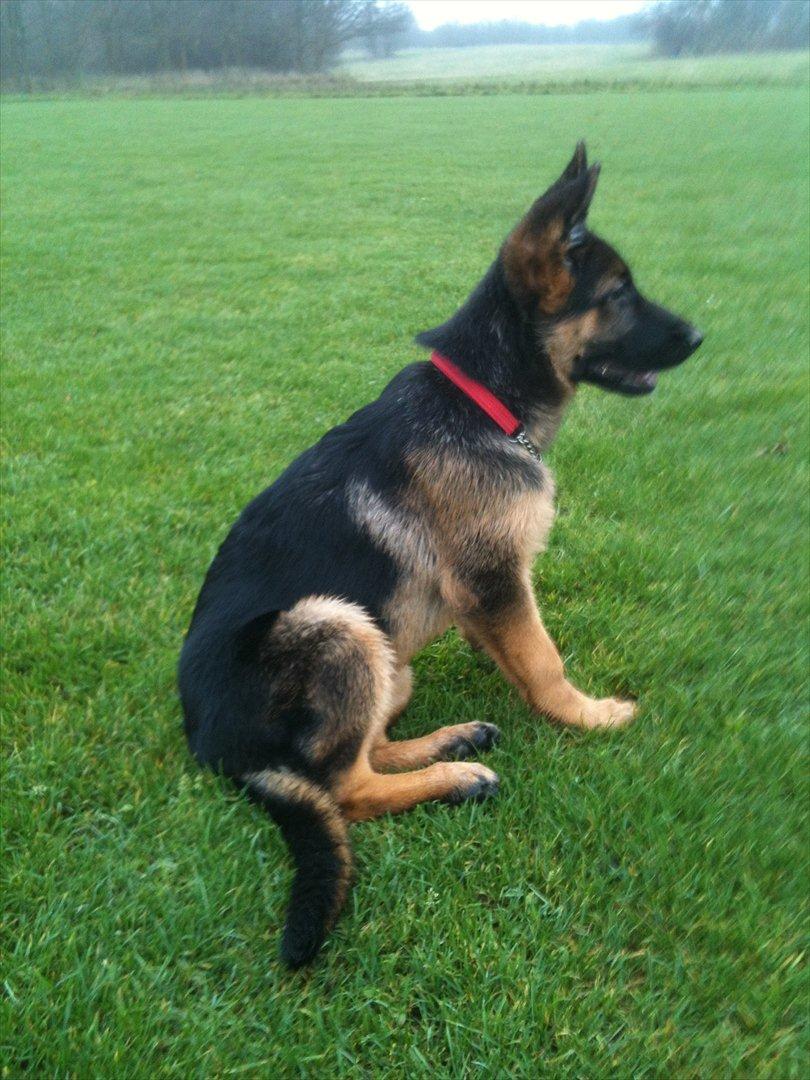 Schæferhund Ravneock´s O Dini - 4 ½ mdr gl billede 5