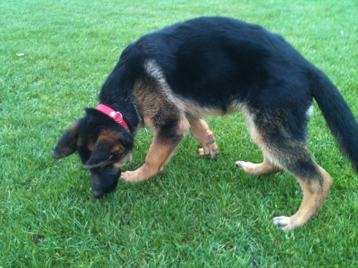 Schæferhund Ravneock´s O Dini - 4 ½ mdr gl. billede 6