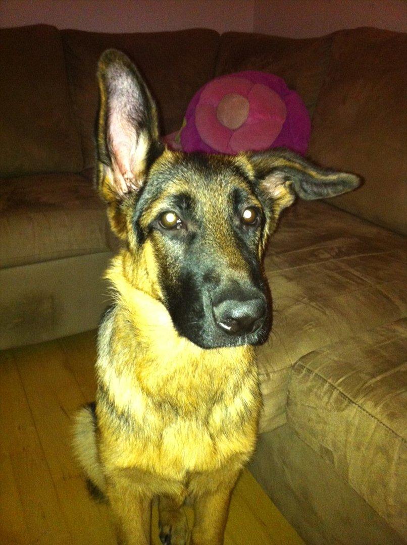 Schæferhund Ravneock´s O Dini - næsten 5 mdr. gl. billede 4