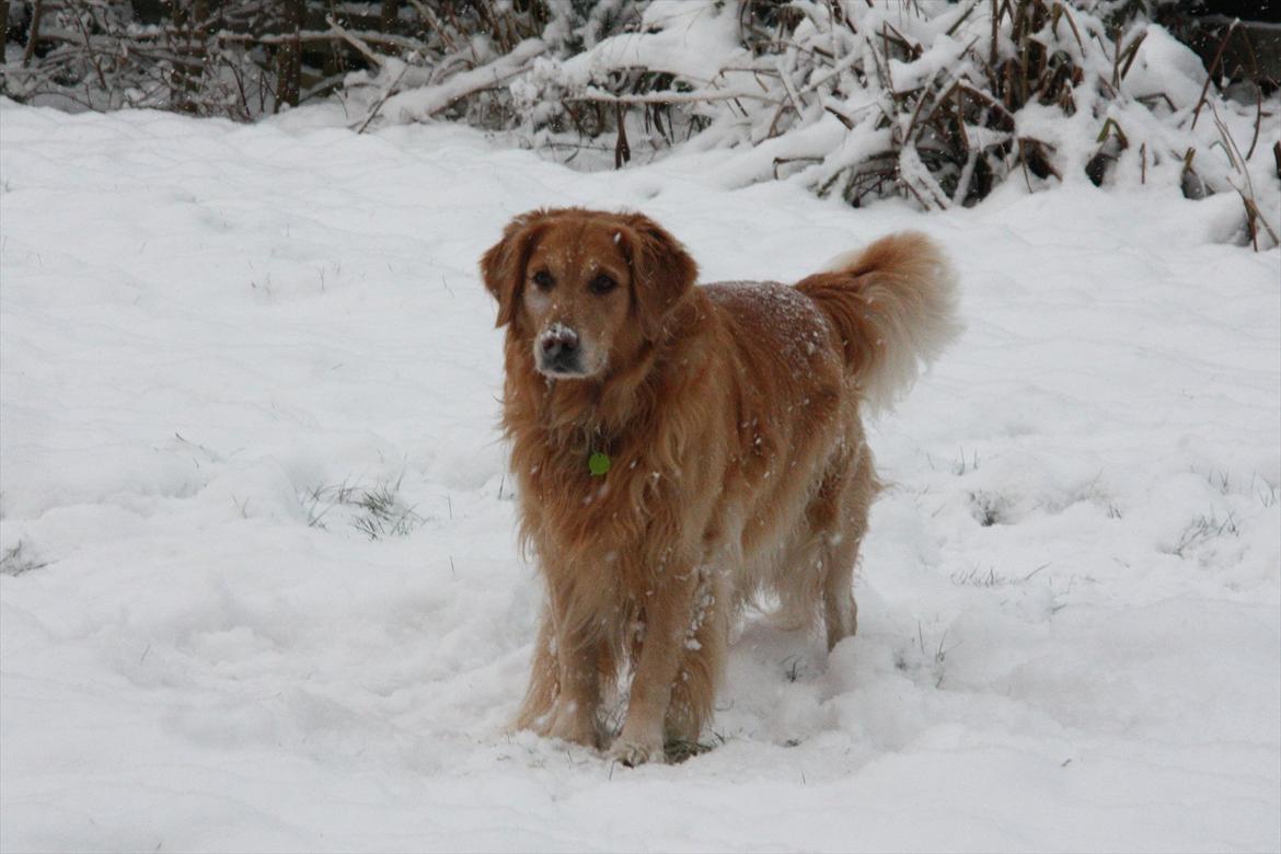 Golden retriever Gismo - 27/11-10 billede 20