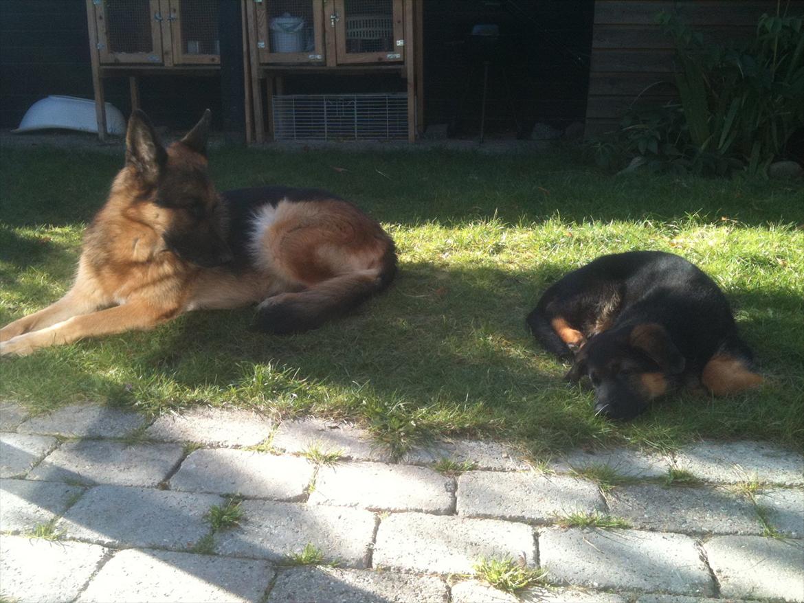 Schæferhund Ravneock´s O Dini billede 16