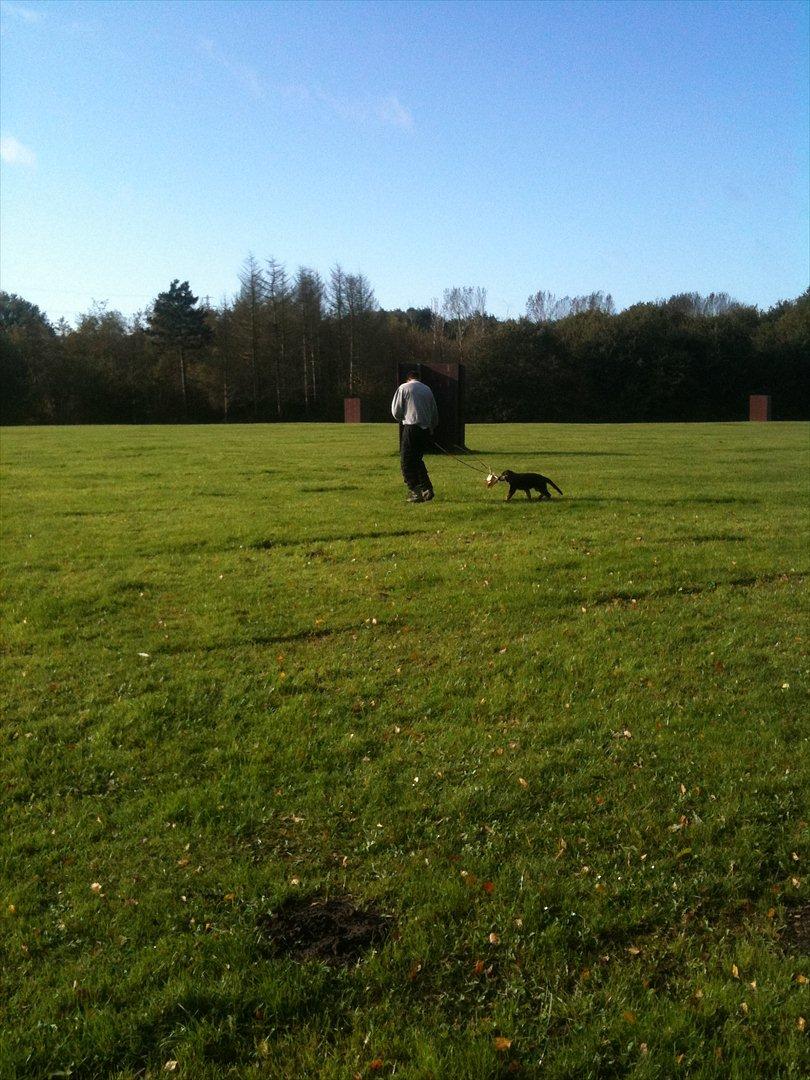 Schæferhund Ravneock´s O Dini - C- arbejde billede 14