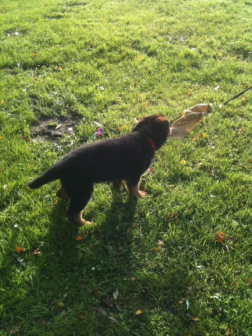 Schæferhund Ravneock´s O Dini - C- arbejde billede 15