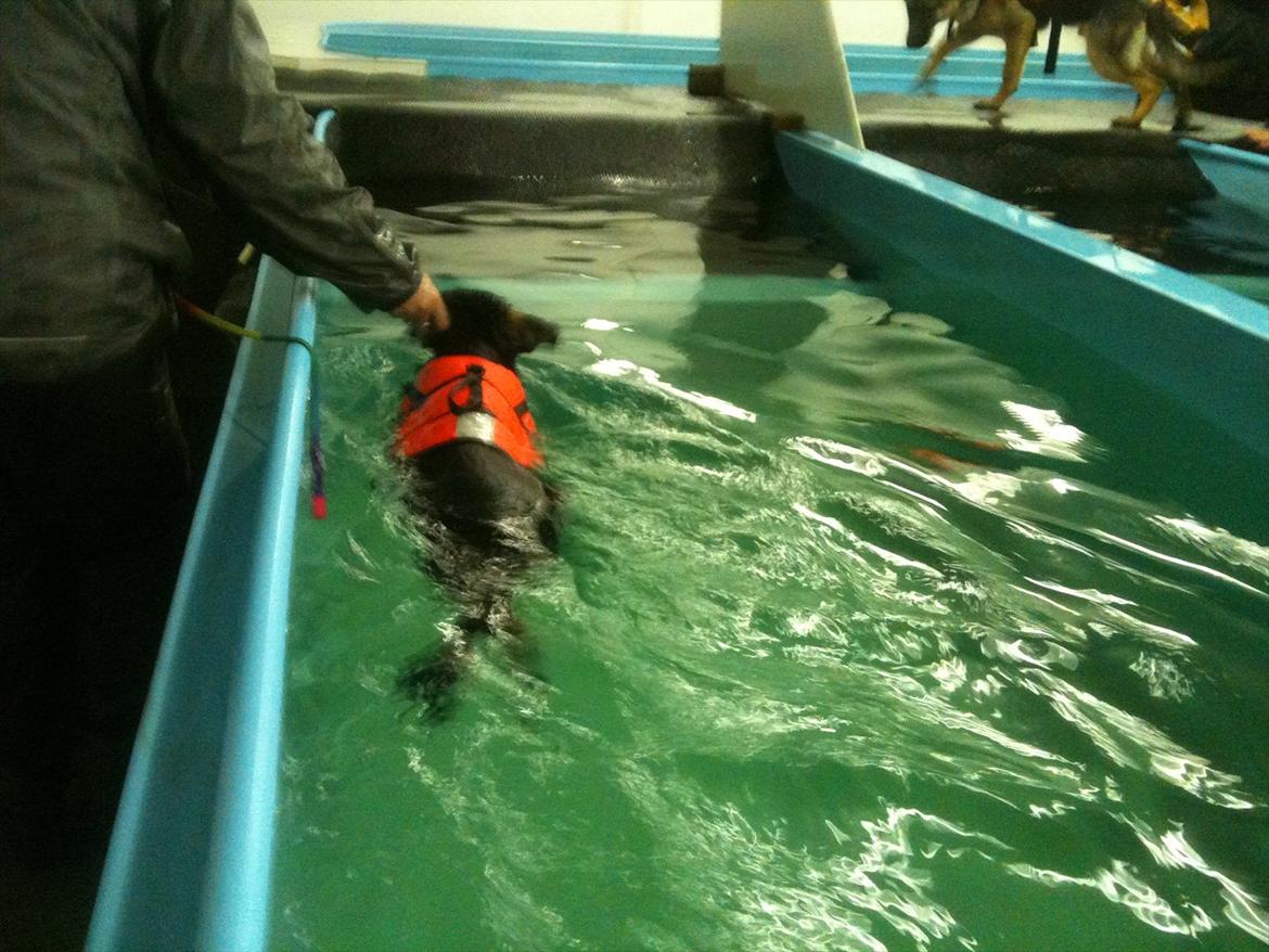 Schæferhund Ravneock´s O Dini - hundesvømning billede 13