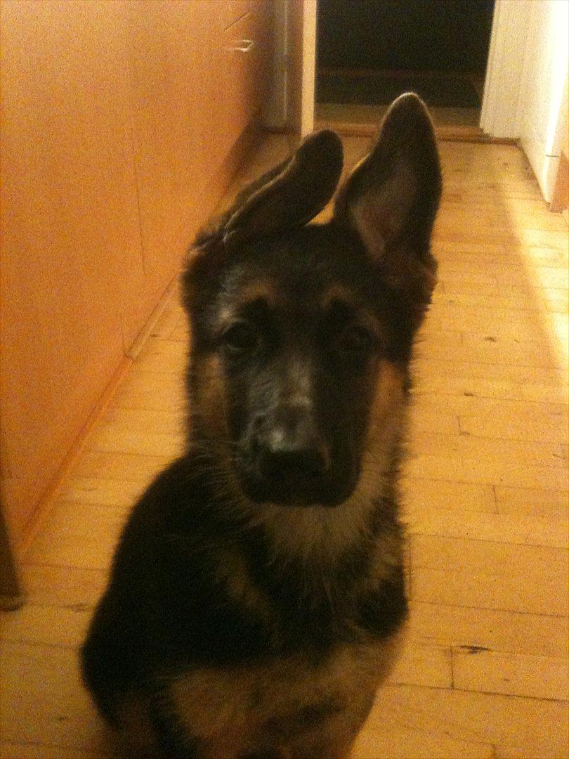 Schæferhund Ravneock´s O Dini billede 7