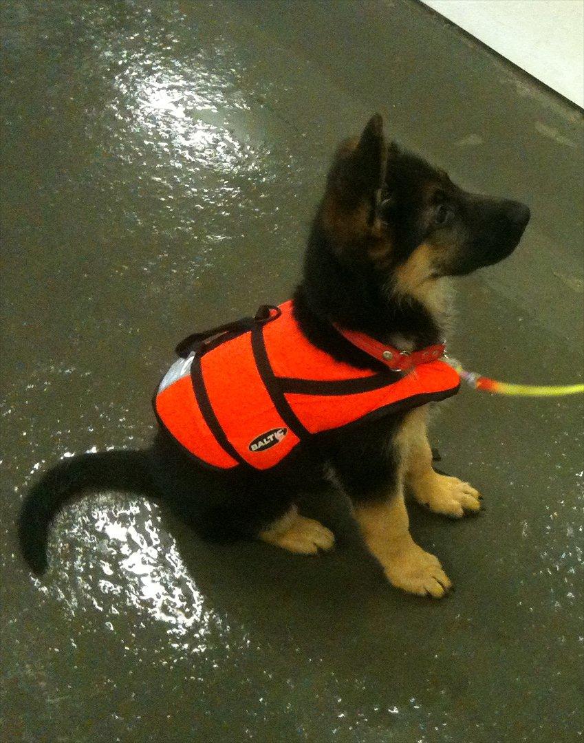 Schæferhund Ravneock´s O Dini - Hundesvømning billede 12