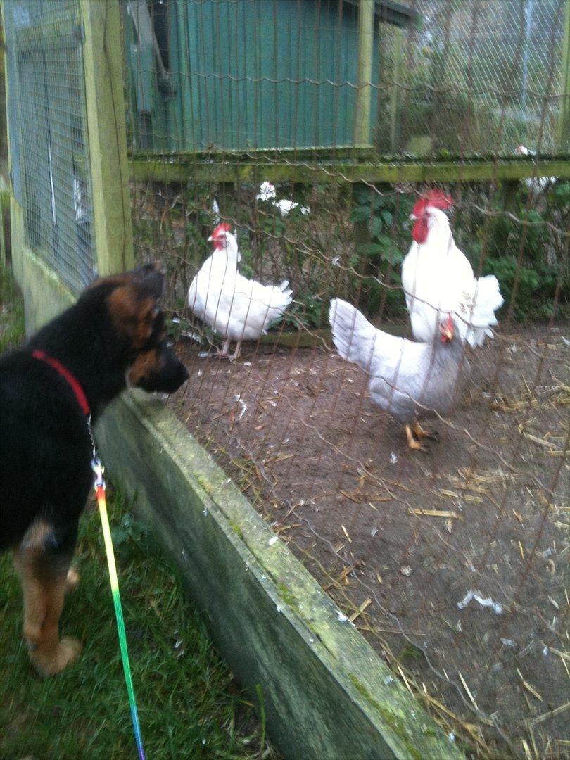 Schæferhund Ravneock´s O Dini billede 10