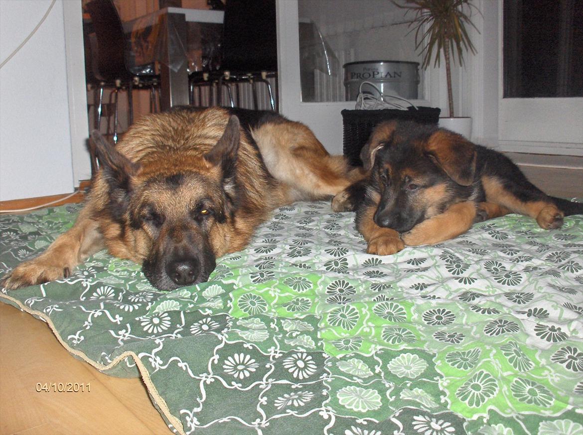 Schæferhund Ravneock´s O Dini - Hygger med den gamle billede 17