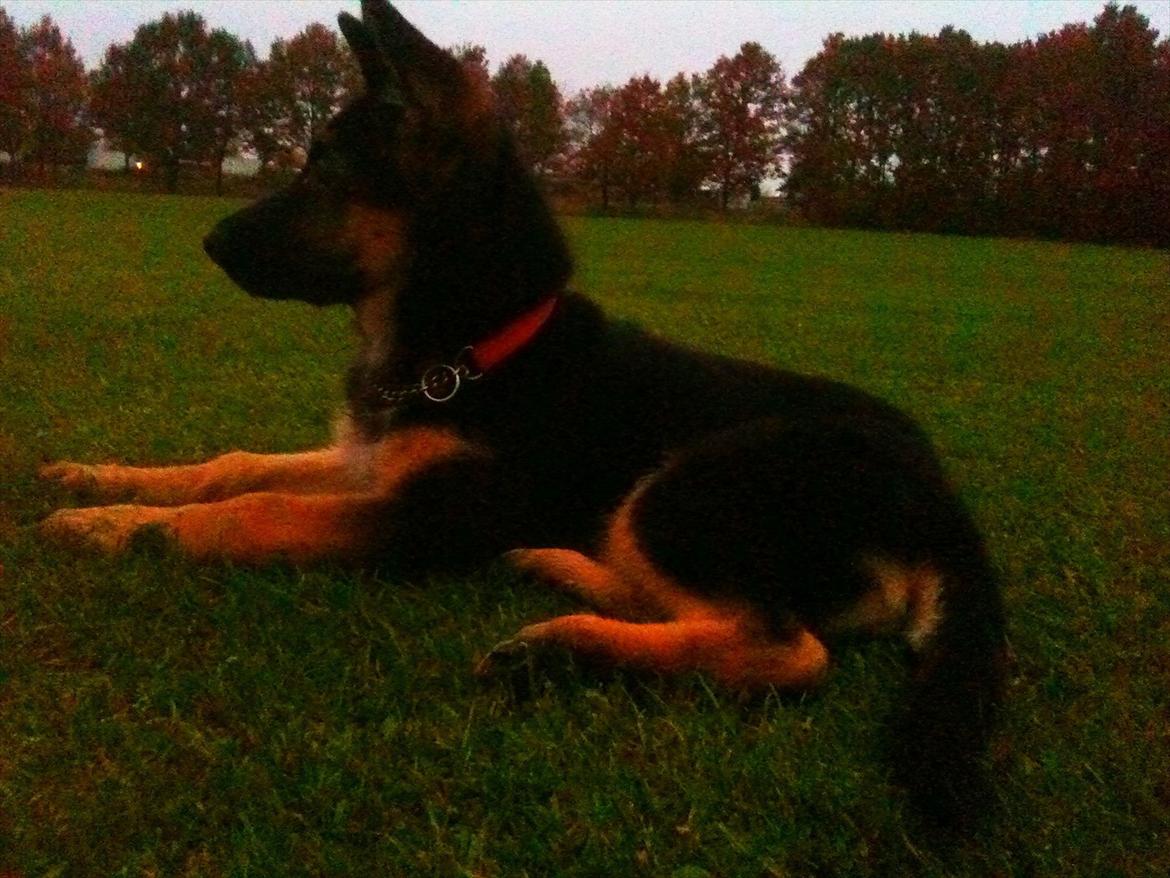 Schæferhund Ravneock´s O Dini billede 8