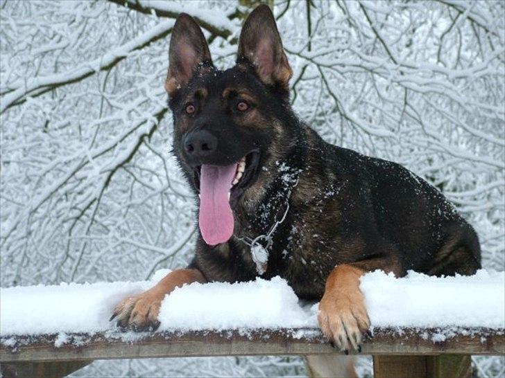 Schæferhund Zacho R.I.P billede 1